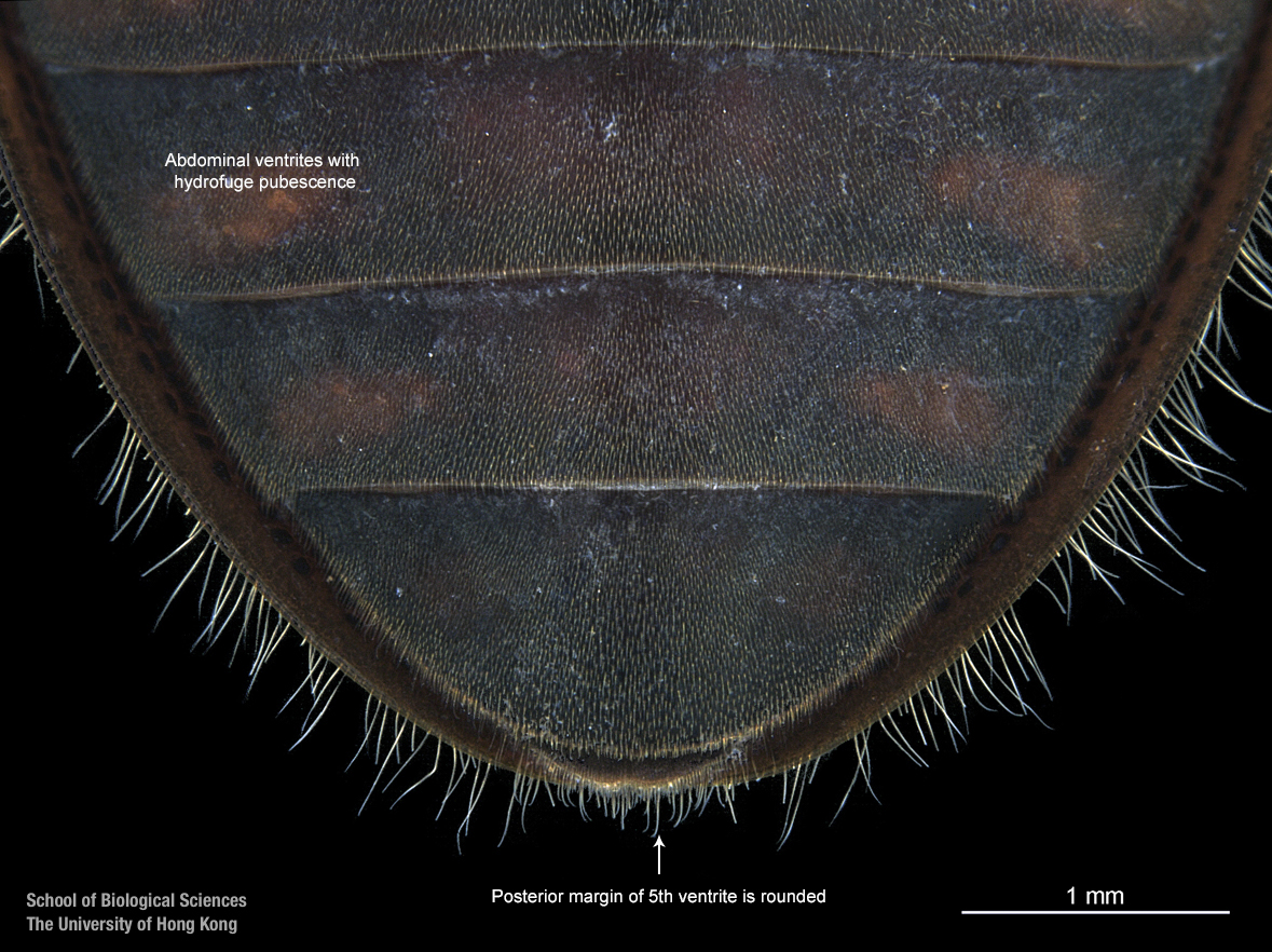 Hind coxal proess and last sternite